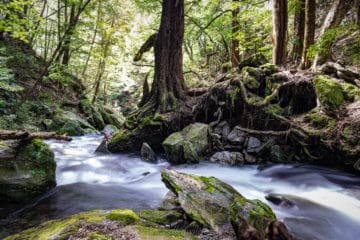 River and forest long exposure